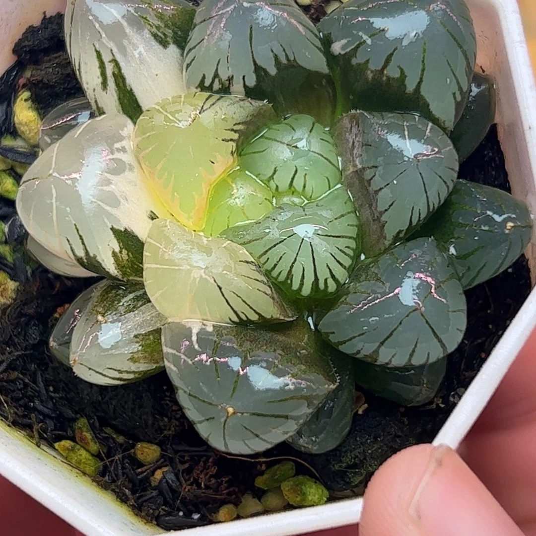 地泉锦十二卷多肉植物