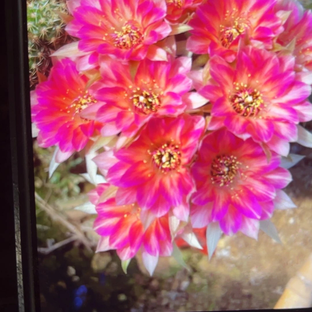 花花公子丽花无根侧牙20包邮