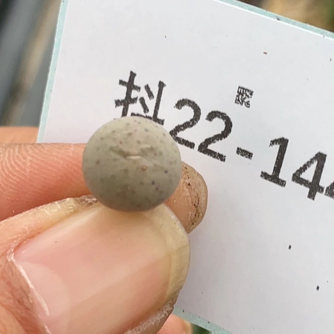 22-144奶油嘴多肉植物