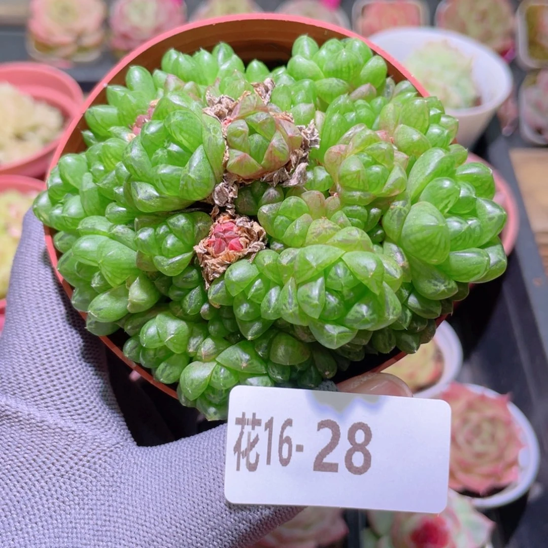 花利美16-28草玉路