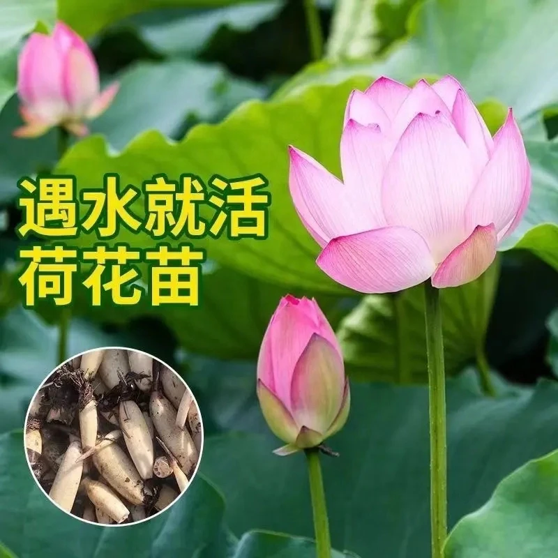 【热卖】[荷花藕苗盆栽]池塘观赏性荷花莲花耐热耐寒鱼池户外花卉
