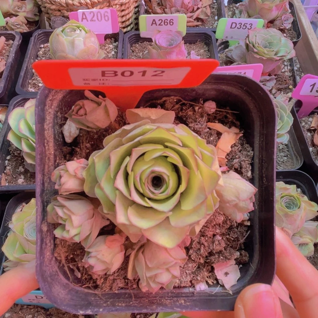 012山地玫瑰手捧玫瑰