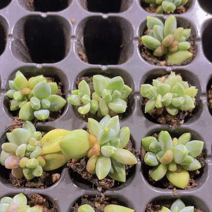 精品乌拉克拉多肉植物