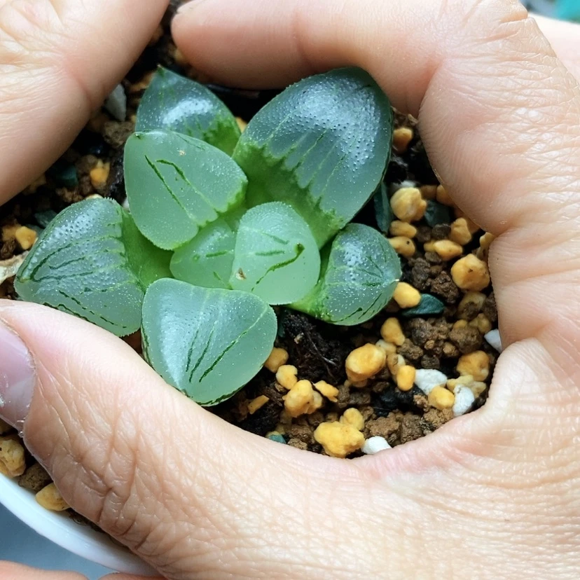 【闪购商品】素**时213虞美人