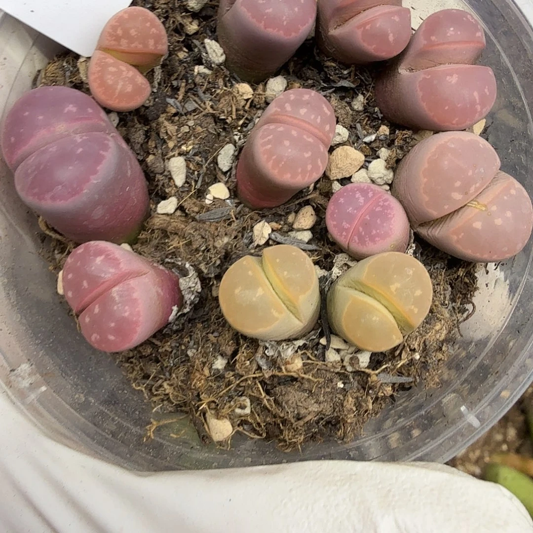 不用我送过去咯的咯645不