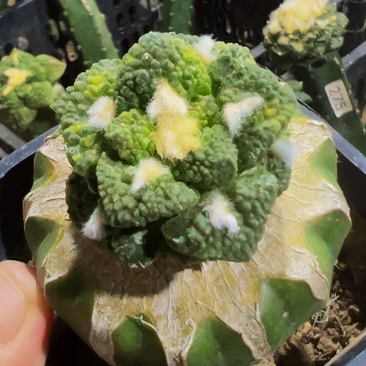 无花朵散班花锦哥斯拉牡丹014