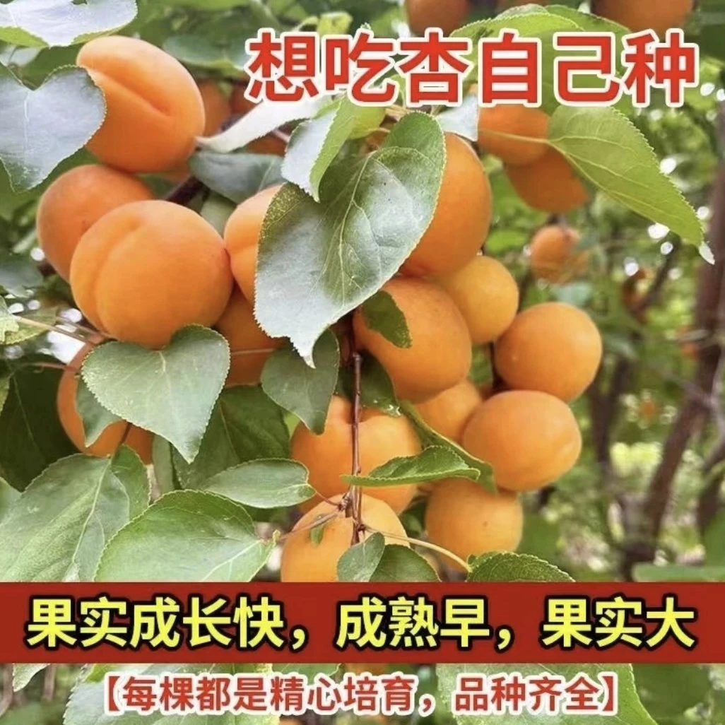 z【帝王杏树苗】纯甜帝王杏巨密王杏树现挖原土 不挑土南北方种植