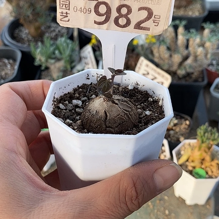 982南非龟一一一一一一一