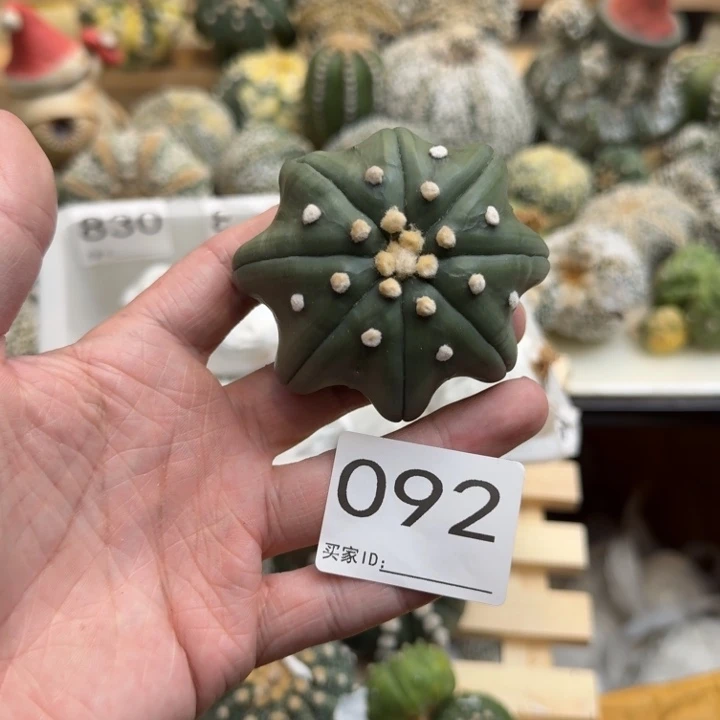 成***石兜星球仙人球092号