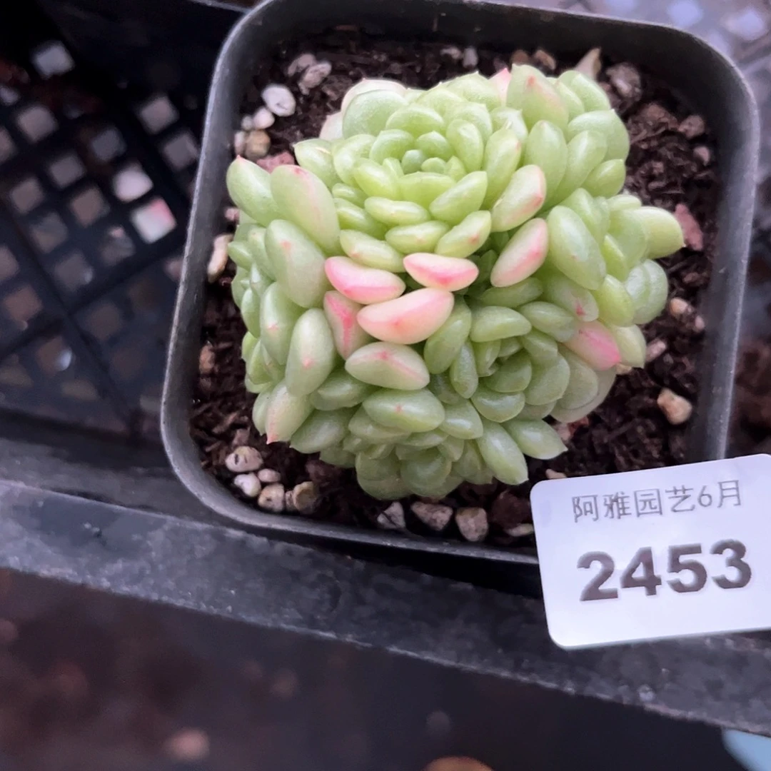 阿雅园艺。   2453珍珠麦秆