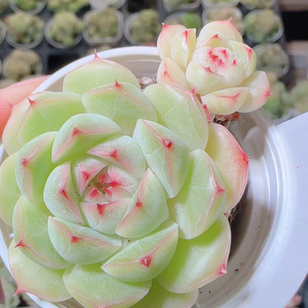 花语逸镜1109-18山茶花麦秆散