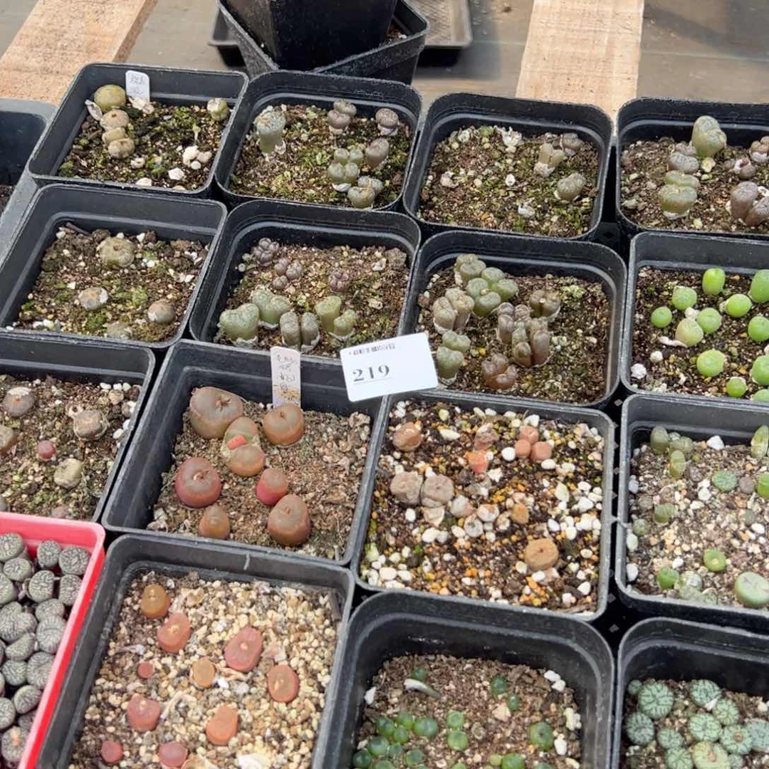 【闪购商品】219年终福利脱土