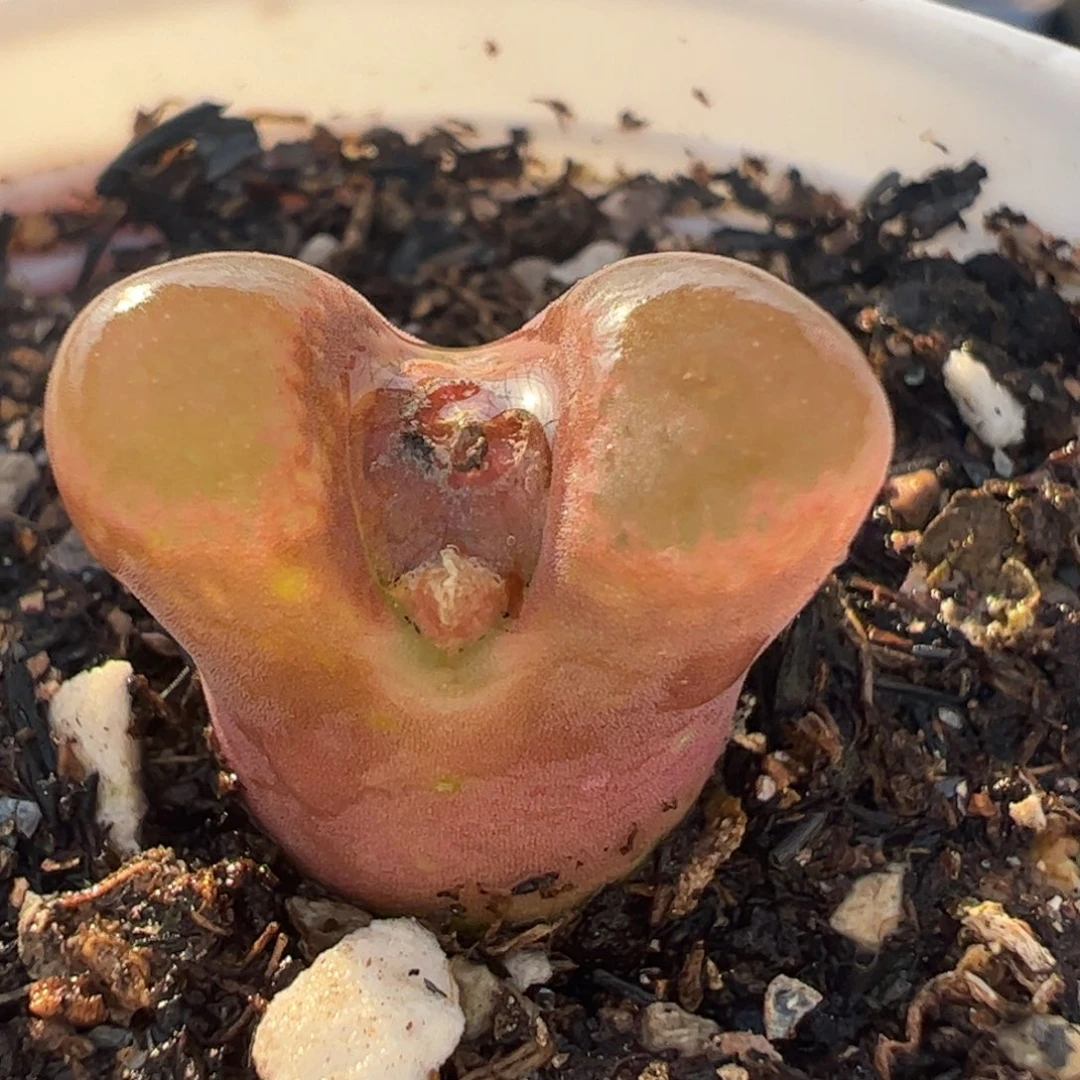 红风铃多肉植物百科