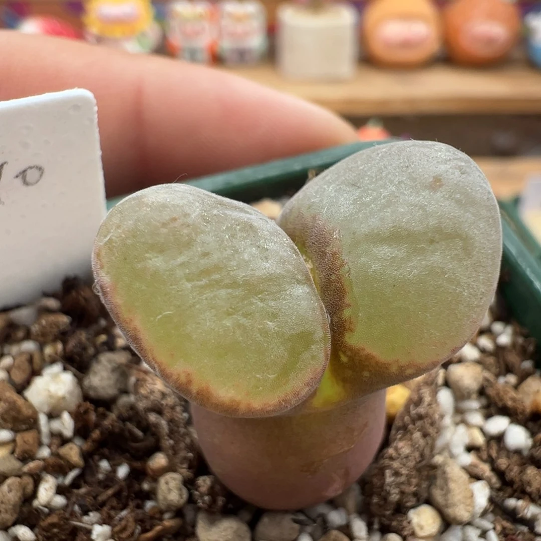 26。青蛙优选PNSP红翻窗母本