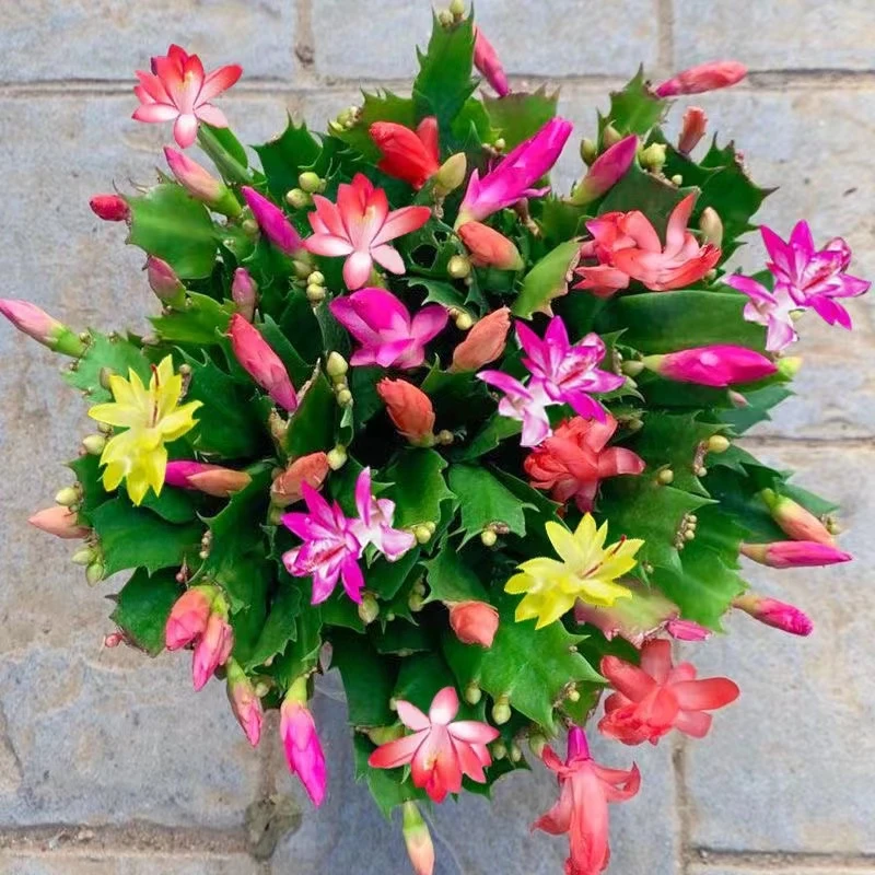 蟹爪兰名贵品种进口好养活大苗带根室内阳台好养花卉四季开花