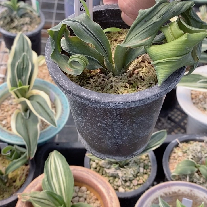 宣****帘xjjxjdjdjdjdjddjjdjf