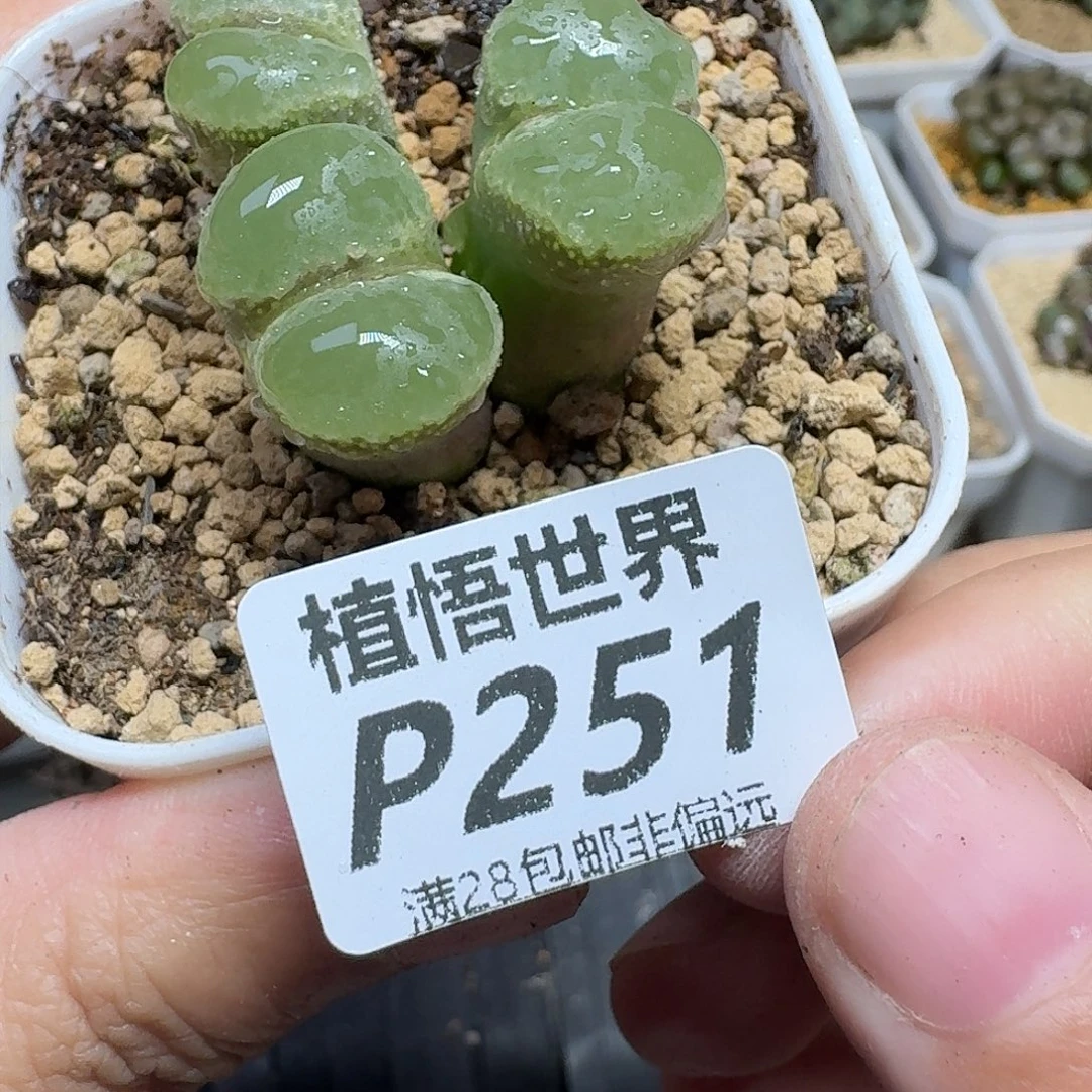 阳***肉多肉植物的人Fhjk