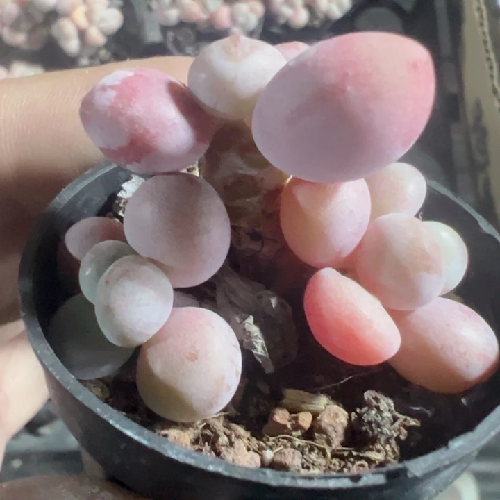 洛神精品多肉植物大战