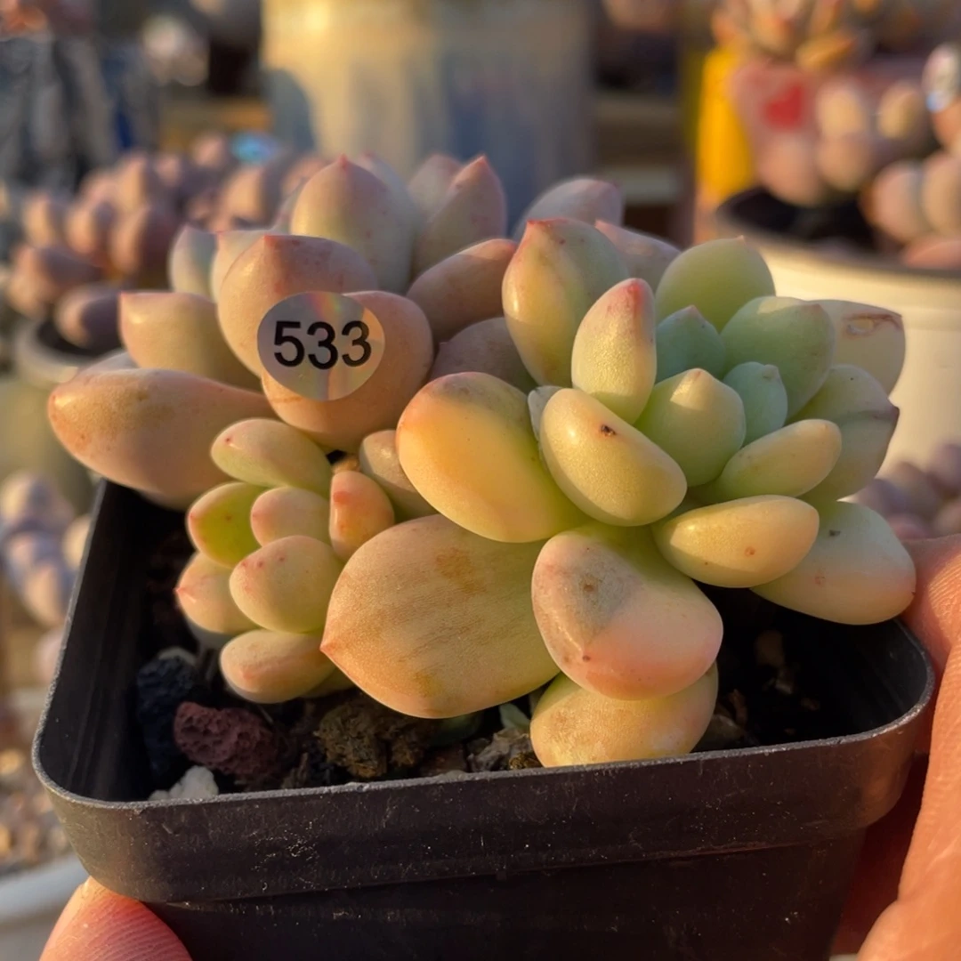 白鹭锦多肉植物多肉