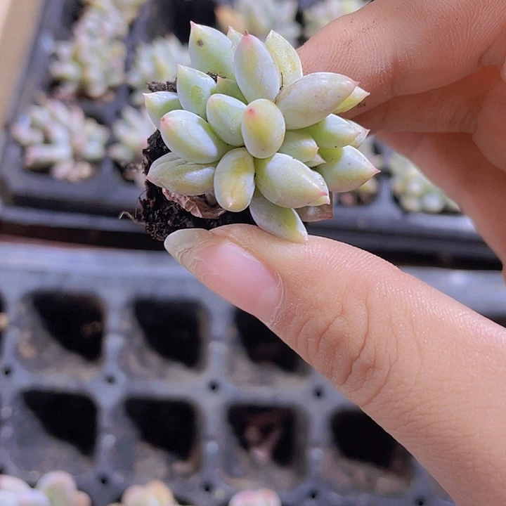 86精品所罗门2米3颗