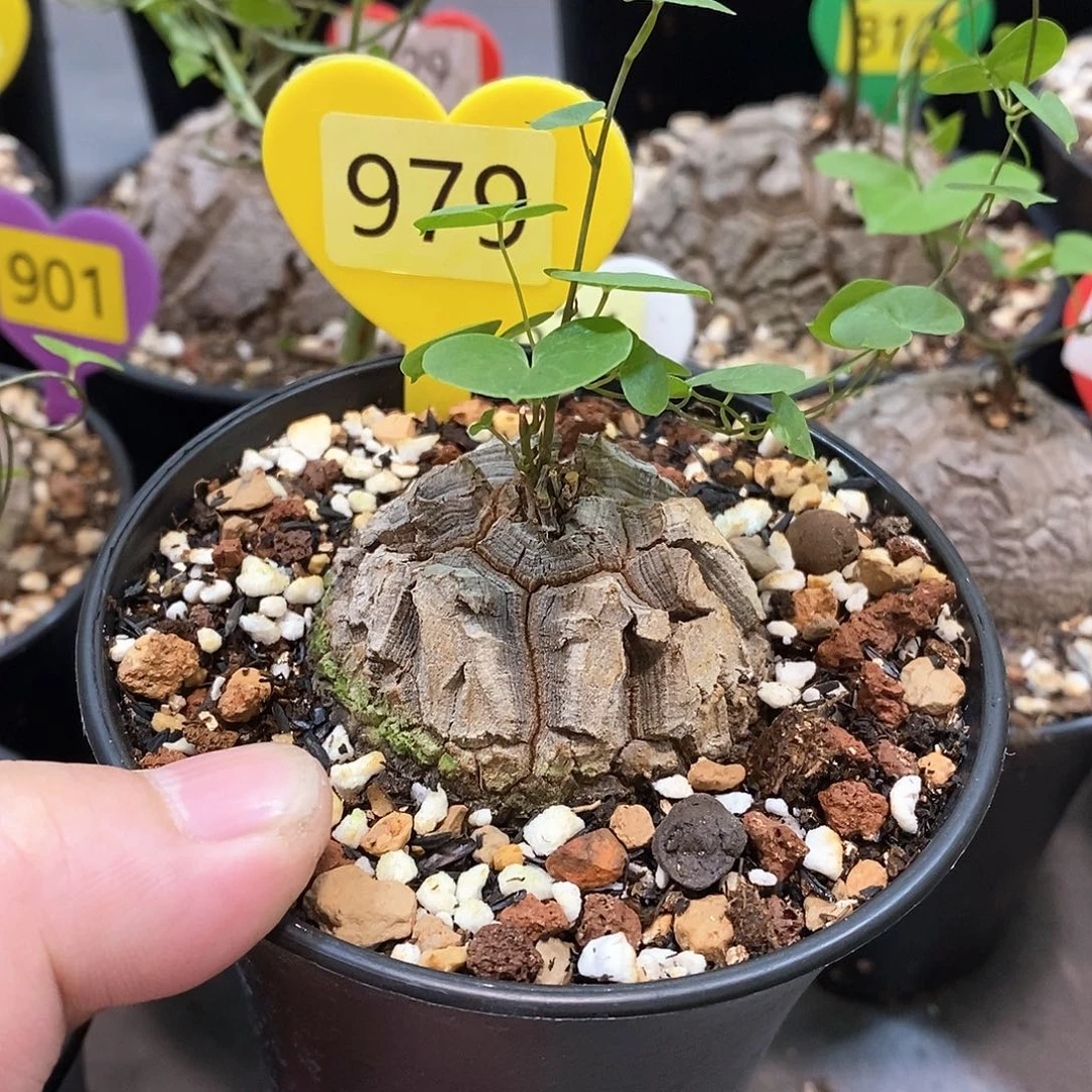 南非龟甲龙龟甲龙