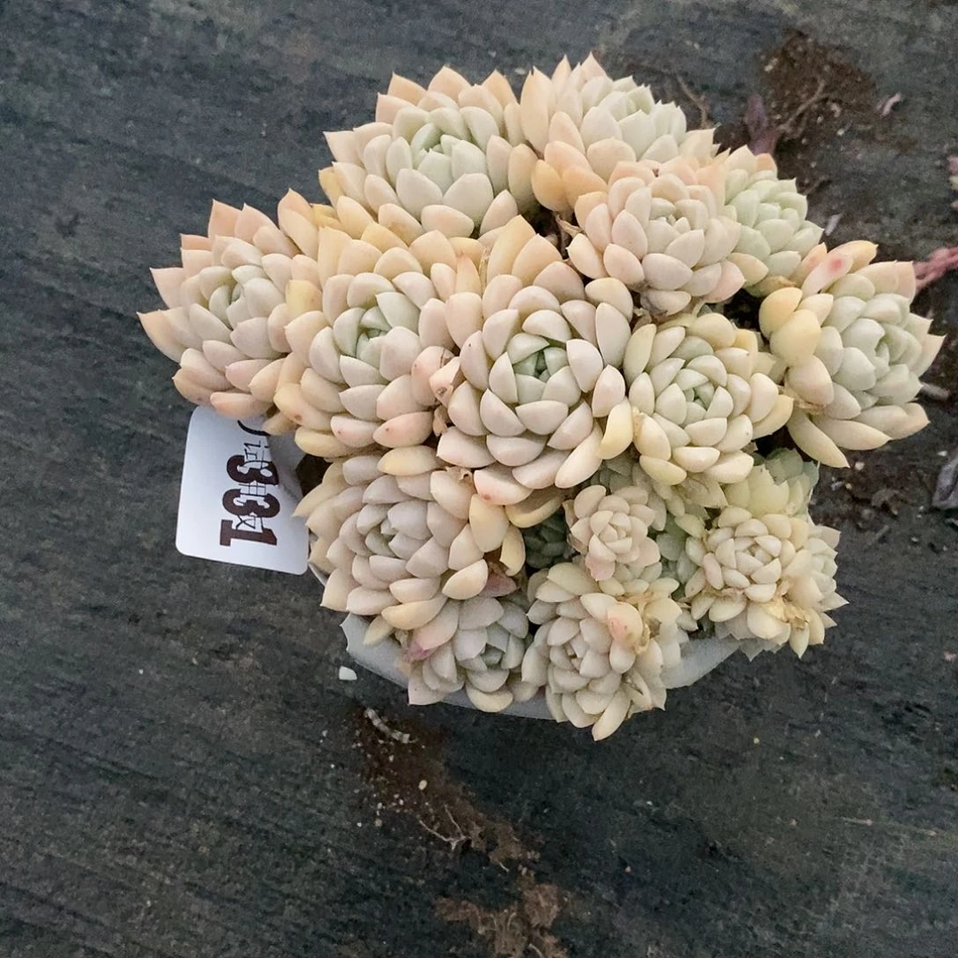 用****4331奶油美人多肉植物