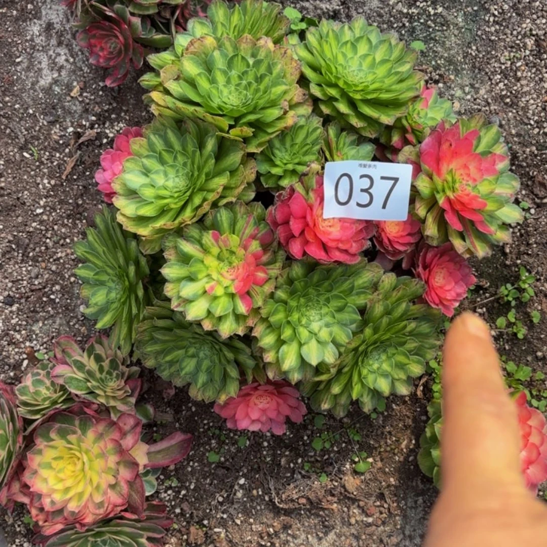哈哈多肉植物知否037