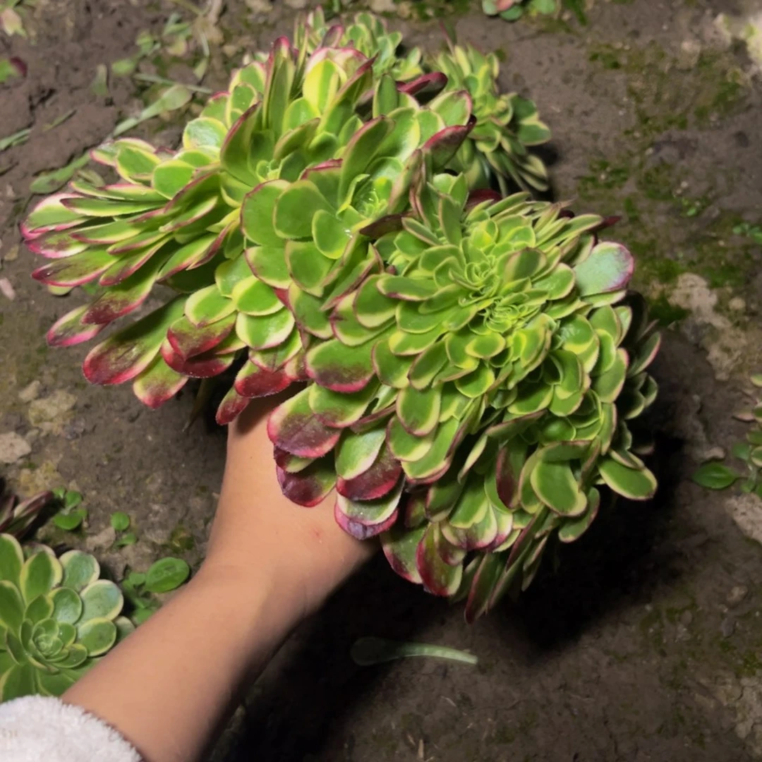 奶白缀多肉植物捧花的