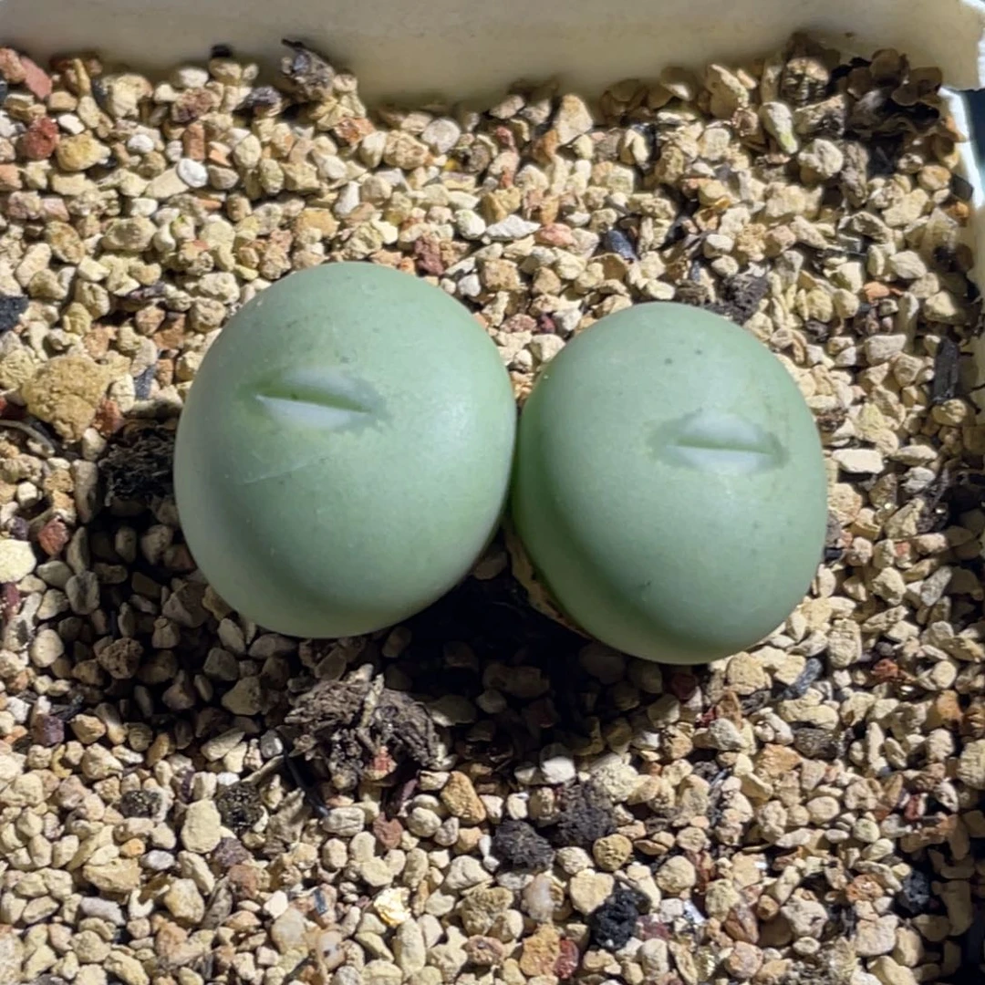 双头大g嘟嘟嘴性感嘴植物一物一拍