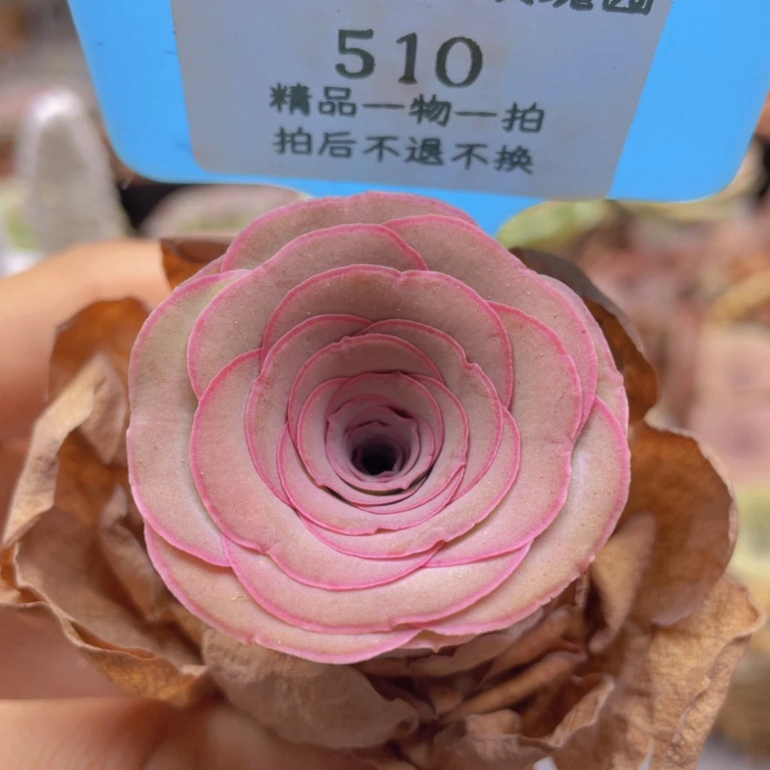 山地玫瑰510裸根发货不售后