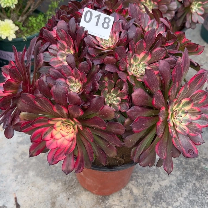 018烟花朵朵30厘米左右