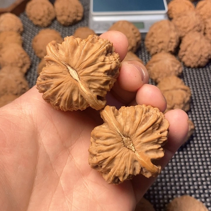 文玩核桃把件乂*卡姿兰白狮子打底