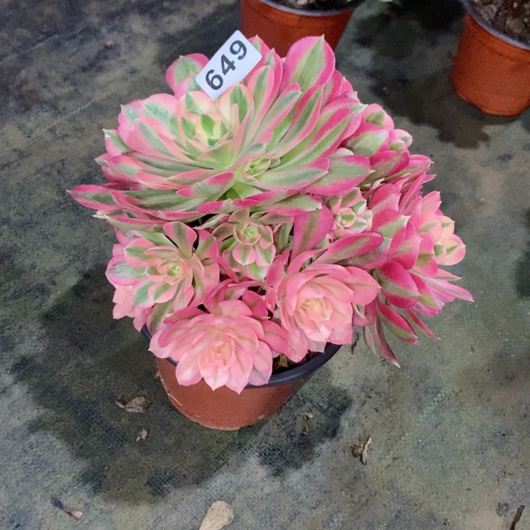 萌*琪粉女巫649多肉1111