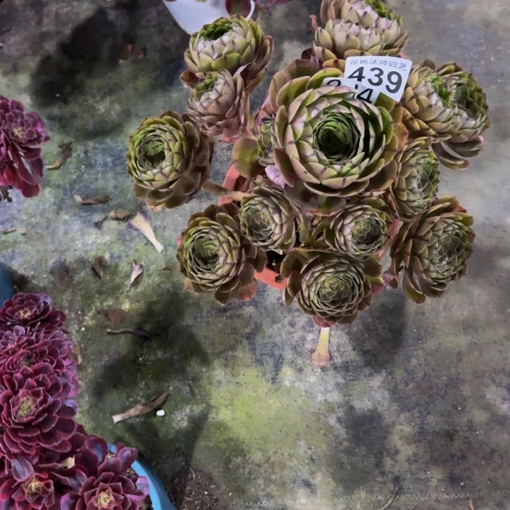 万拉丝43900000000