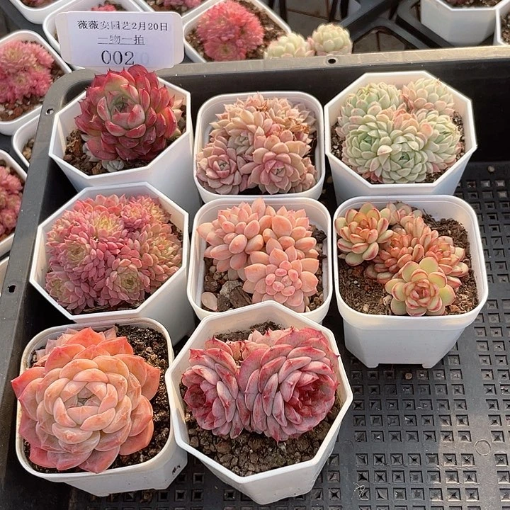 薇薇安园艺多肉002