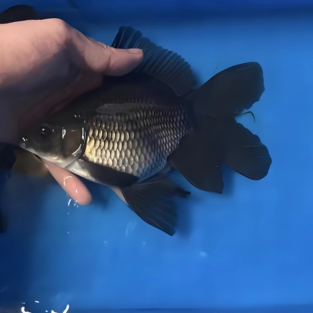 16-18墨蝶球体蝴蝶鲤大旗大尾包邮