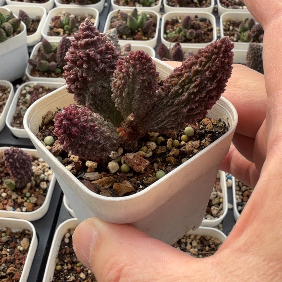 水泡明照多肉植物