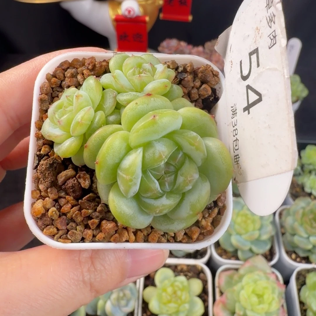 瑶瑶三头群54号一颗