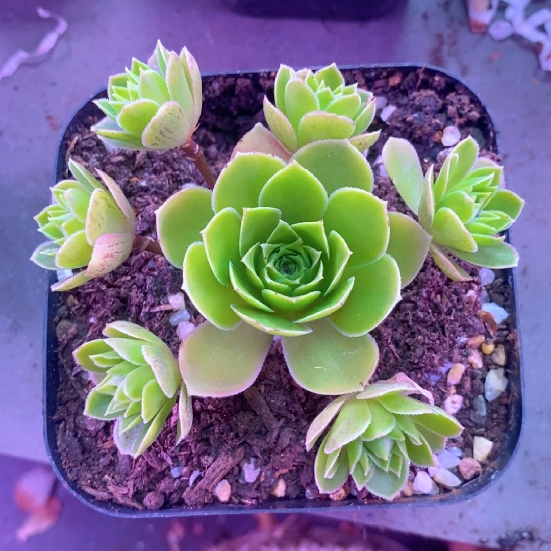 山地玫瑰一物一拍395墨情书