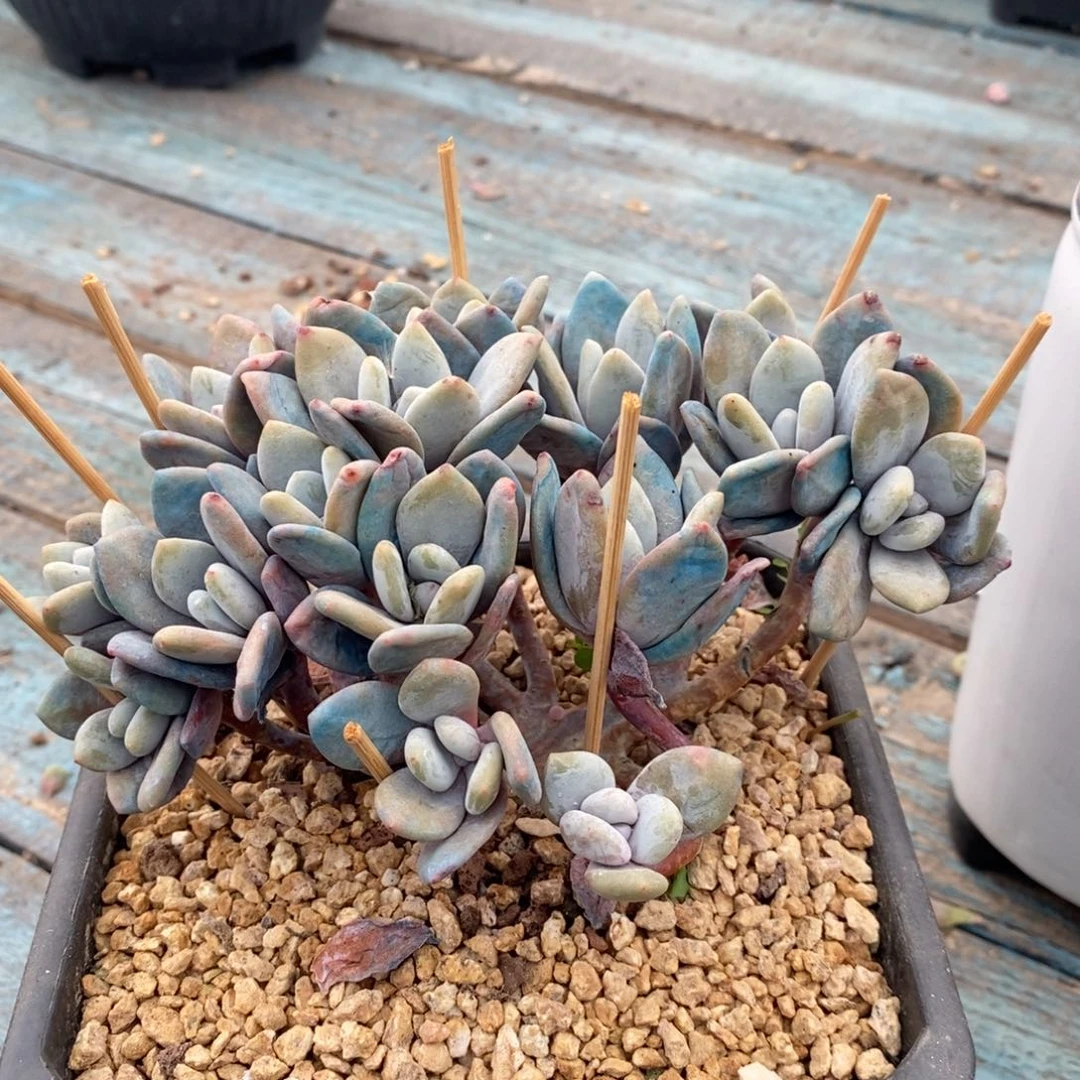 自然群朵朵粉兔，12346767667