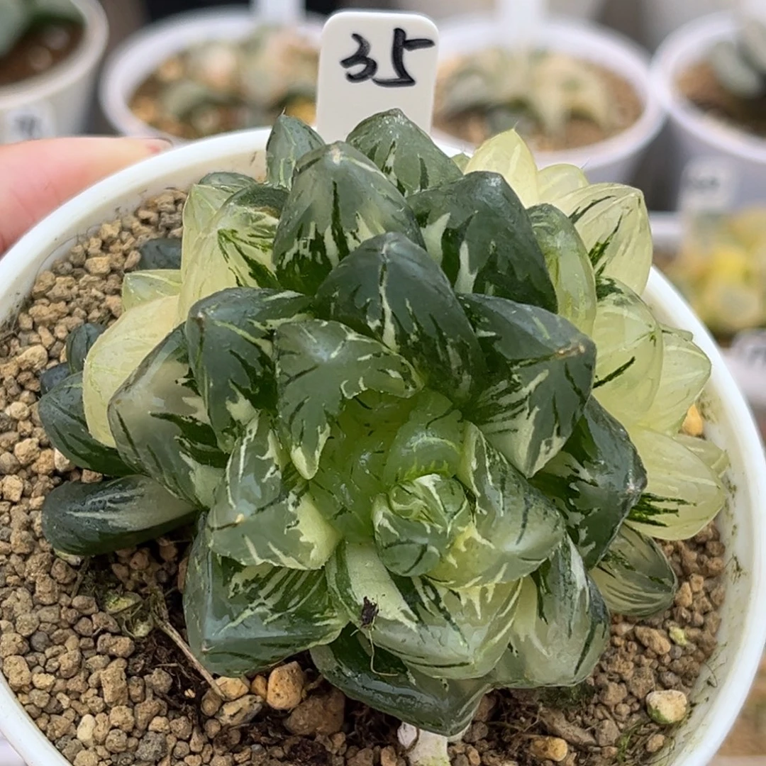 35三头大窗龙鳞玉露锦福利专场