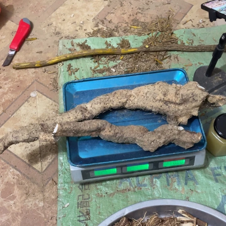 中国大陆广西野生风铃山药