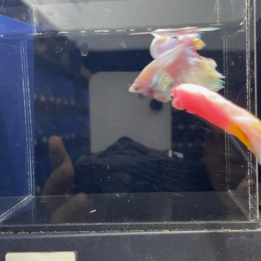 水母哈啊哈哈哈？530