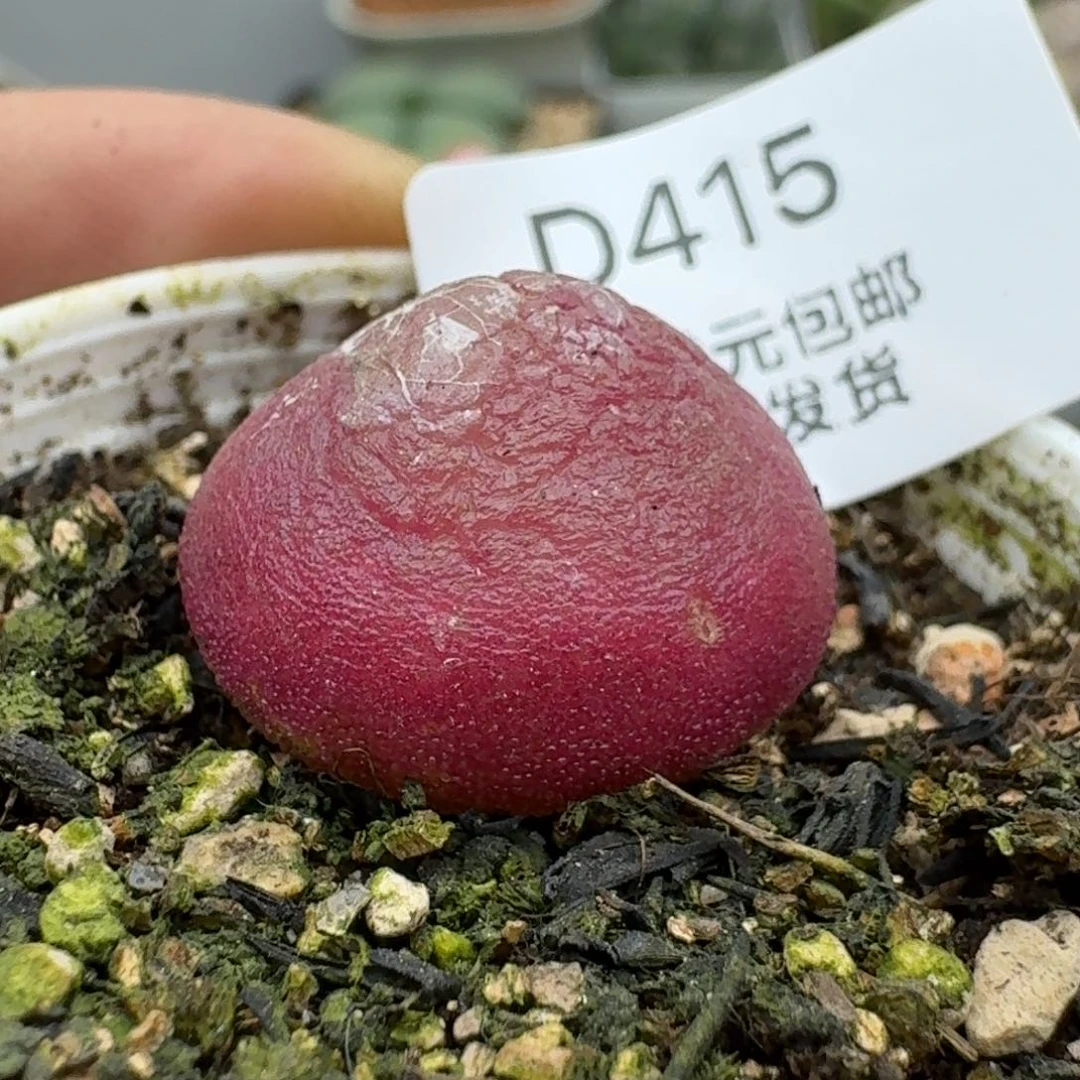 巴*鱼415多肉哈哈哈哈哈哈