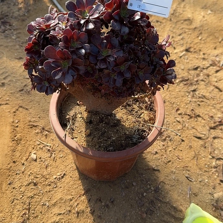 359欧紫朵朵一颗满28包邮