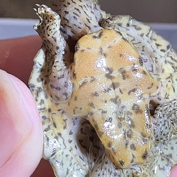 宠物龟不分公母P2全品满纹黑刀