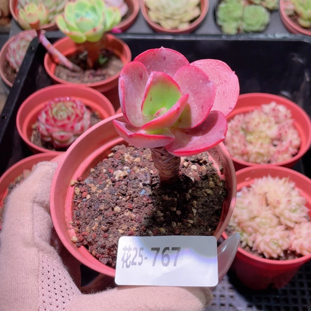 花利美25-767秀妍