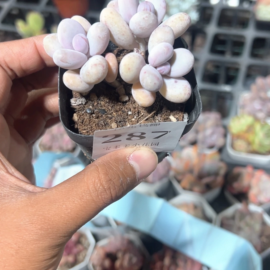 悦***悦287号奶酪三头群一物一拍满18包邮