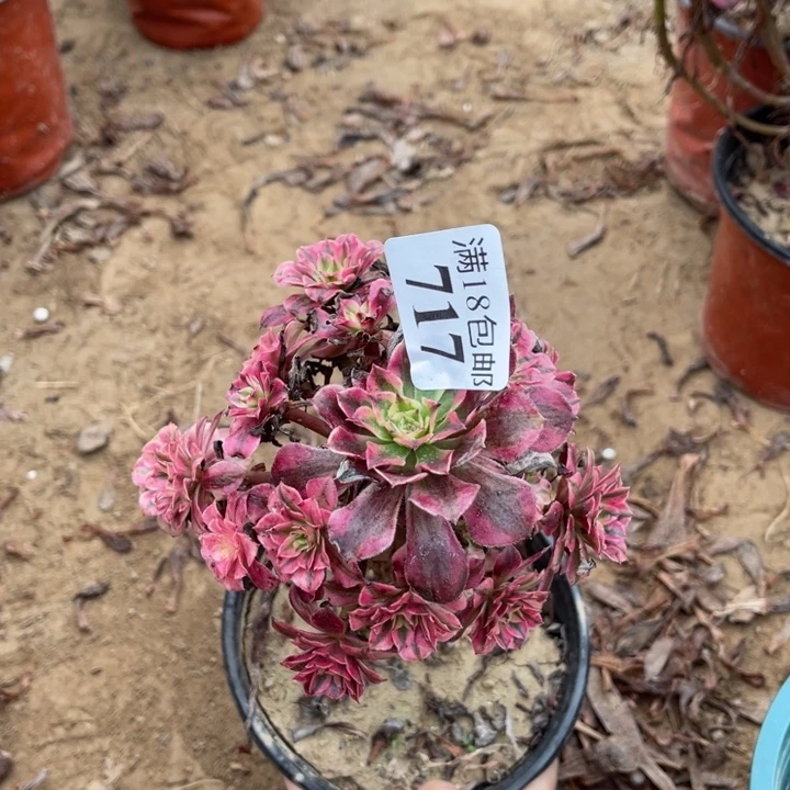 717铜壶白小手捧1