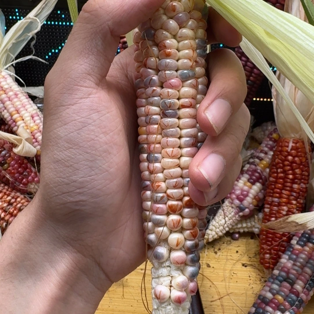 ****.柏香籽/百香籽吊坠